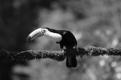 Costa Rica - Costa Rica Essentials🌴: San José-Monteverde-La Fortuna-Manuel Antonio. Hanging Bridges🌳 Thermal Waters🌋& Wildlife🐒 - JoinMyTrip