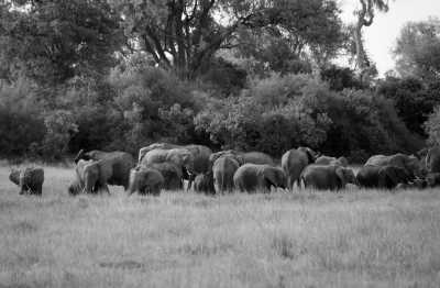 Southern Africa - Khwai - Botswana Explorer - Entdecke Botswana's Natur und Tierwelt im 4x4 - 2