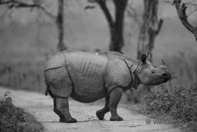 India - Pobitora Wildlife Sanctuary - See the majestic One-Horned Rhino in Pobitora, India - A tranquil oasis where you can relax and rejuvenate!
