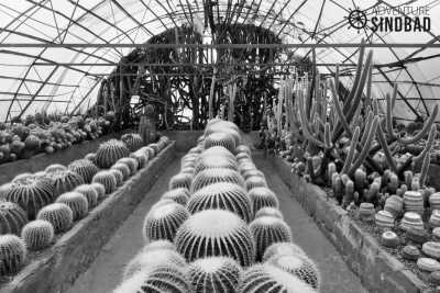 India - Darjeeling - Amazing India - Eastern Delight in Darjeeling and surroundings❗ - 6