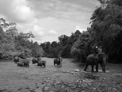 Indonesia - Tangkahan The Hidden Paradise - Sumatra Serenity: Exploring Nature's Treasures in North Sumatra, Indonesia - 1