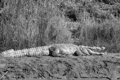 Nepal - Chitwan National Park (Sauraha) - Highlights of Nepal: There's more to Nepal than trekking