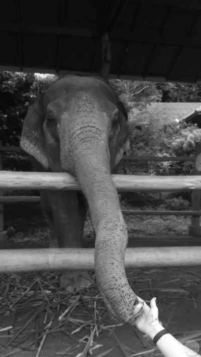 Thailand - Chiang Mai Gate Market - 🇹🇭 Nordthailand entdecken - inkl. 3 Tage im Buddhistischen Kloster, Megacity Bangkok & das alte Königreich Sukhothai 🍻🏯🌿🐘 - 4