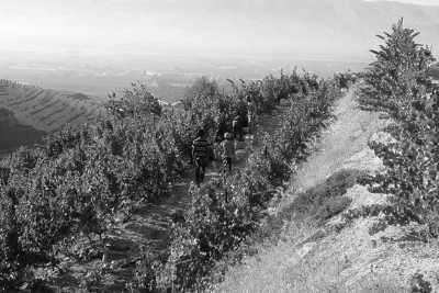 Libanon - Deria - Discover Lebanon's Coastline from Beirut to Batroun - 25