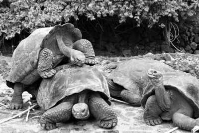 Ecuador - San Cristóbal Island - 🌿 Ecuador Expedition: Amazonian Selva & Galápagos Marvels 🌊 (Single Occupancy) - 4