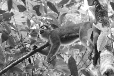 Costa Rica - Drake Bay - Searching for gold in Drake Bay - Costa Rica Nature Expedition