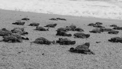 Costa Rica - CIRENAS - 2- weeks in Costa Rica: Volunteering, Nature, Wildlife, Beach and Surfing - 3