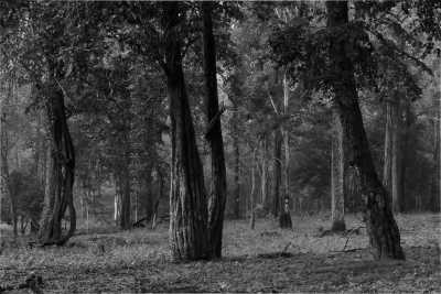 India - Iruppu Falls - Brahmagiri - Wonders of the Jungles in South India - Wildlife Safari