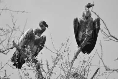 South Africa - De Hoop Nature Reserve - Südafrika: das Kap, der Wein, die große und kleine Karoo, Gardenroute, garantierte Durchführung - 2