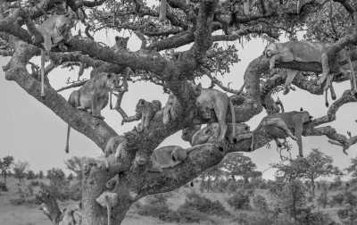 Tansania - Serengeti National Park - Tanzania: following the great migration - 1