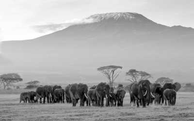 Kenia - Amboseli National Park - 🌍 Wild Wonders of Kenya | All-Inclusive Raw Nature Jeep Safari 🐘🦁🌅 - 4