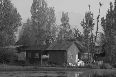  - Gulmarg - A Vibrant Journey Through "India" Kashmir's Floral Wonderland - 1