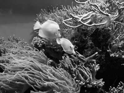 Indonesia - Bunaken Marine Park - Beach Paradise in Indonesia 🏖️ with All Meals and Diving Lesson! Perfect for Snorkeling, Diving and Relaxing 🏄🌞 - 2