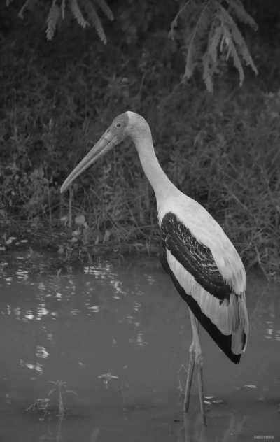 Sri Lanka - Tissamaharama - Tropical Roundtrips: Discovering Sri Lanka's Wonders - 3