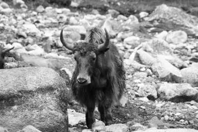 Nepal - Samdo - Manaslu Circuit Trek - With Subash Gurung