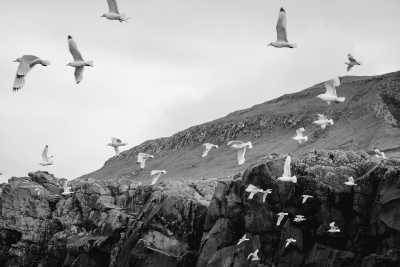 Faroe Islands - Vestmanna - Faroe Islands: Embark on an Adventure through Nature's Paradise! - 1