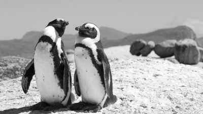 South Africa - Boulders Beach - Cape Town Collective: Work, Wine, and Dine in the Sunshine - 1