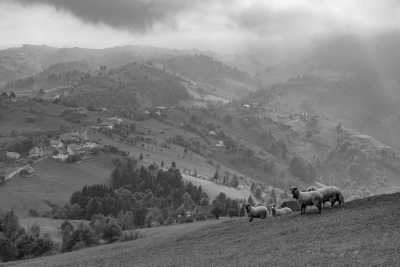Romania - Moieciu de Jos - Halloween Weekend at Dracula's Bran Castle, Romania - 2