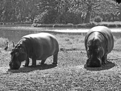 Kenia - Haller Park - Road Trip and Holiday Escapade In Kenya (Mombasa and Watamu) for 10 days - 3