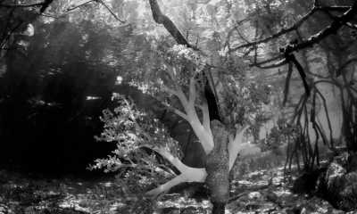 Indonesien - Fam Islands - Raja Ampat YOGA Liveaboard Escape to Explore the 5 Great Magical Diving Spots - 2