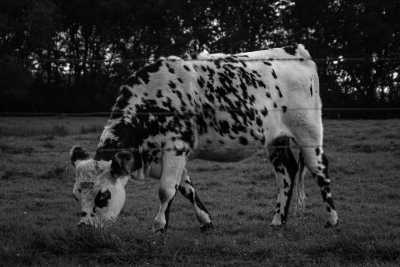 France - Orne - French GetAway-Discovering French "Basse-Normandie" and the "Mont Saint Michel"