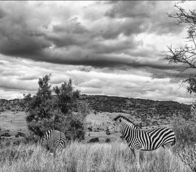 South Africa - Hennops Hiking Trail & Mtb Trail - Explore Johannesburg, South Africa - Art, Hike 🥾 Skydive 🪂 Food 🍲 - 4