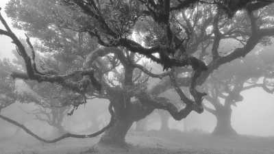 Portugal - Fanal Forestry Station - 🏄🏽‍♀️Surf, Yoga & Hiking trip in beautiful island of Madeira, Portugal 🏝️ - 1