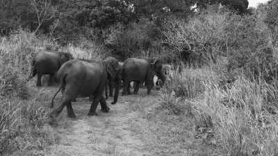 Sri Lanka - Dambulla - Ceylon Escape: Essence of Sri Lanka - 3