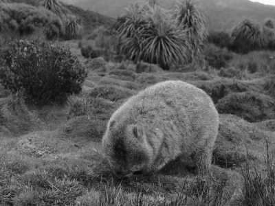 Australia - Cradle Mountain - Tasmania Express: 4-Day Getaway on Wheels! - 2