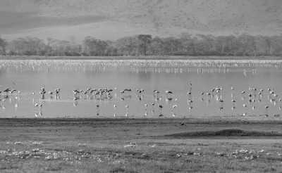 Tanzania - Arusha-Nationalpark - Tanzania Safari Trip - Rhinos, Lions & Elephants are waiting! - 5