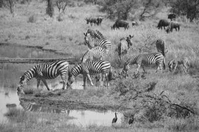 Tanzania - Mkomazi National Park - Pocket friendly Tanzanian Safari with a local - 2