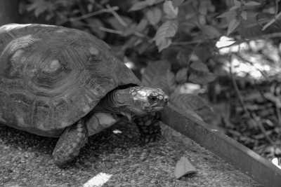 Südostasien - Kusu Island - 10 days pure Singapore and Malaysia tour🧋🥠! Stay in 5* Marina Bay Sands - Dragon Boat Festival - Island Hopping 🐉🌇. Visit UNESCO World Heritage Site and more - 1