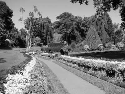 Sri Lanka - Kandy - Co-Working in Sri Lanka - Explore The Paradise lsland Beach, Party, Nature, Waterfall, Traditional Foods - 2