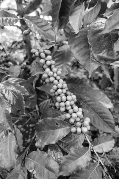 Guatemala - Antigua Guatemala - Guatemala All-Inclusive Adventure: Turquoise Jungle Springs, Volcano Hike, Coffee Tour, and Lake Villa Amidst Stunning Volcanic Scenery - 3