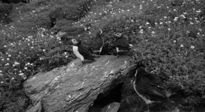 Ireland - Skellig Islands - Discover the Magic of Ireland 🇨🇮🍀🍺🧙🏼‍♂️ - 3