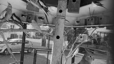 Portugal - Paul do Mar - Madeira Island Adventure Extravaganza: 7 Days of Thrills & Chills! (Dates flexible!) - 4