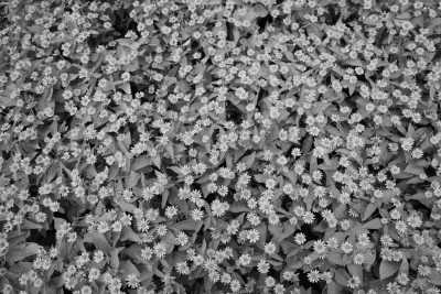 Indonesien - Taman Bunga Nusantara - Embrace Your Inner Adventurous Introvert in Indonesia: Unveil West Java in 4 Unforgettable Days! - 2