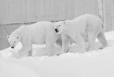 Finland - Ranua - Chasing the Northern Lights on a Road Trip through Lapland🦌🎅🏼❄️ - 3
