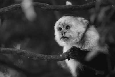 Costa Rica - Curú Wildlife Refuge - 🌴 Costa Rica Remote Jungle & Beach Adventure 🌊 - 3