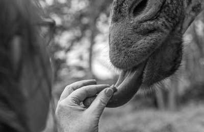 Eastern Africa - Haller Park - Celebrate Christmas and New Year in Two African Countries ✈️🚄 Kenya, Tanzania (Zanzibar, Daresalaam & Mombasa)