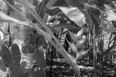 Mexico - Hotel Finca Hamburgo - Explore Chiapas Mexico - Mangroves beach, mountains and jungle! - 3