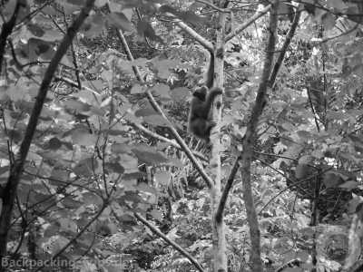 Indonesia - Ketambe Trek & Orangutan Explore - 🇮🇩 Indonesien Wildes Sumatra - 15d echte Backpacking Abenteuerreise off the beaten track - incl. Orang Utan Beobachtung 🏞️🐒🌿🏝️ - 1