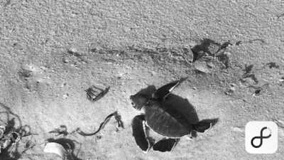 Tanzania - Tanzania National Parks - Explore and Delight in Tanzania: Your Ultimate Travel Destination within top three among the world - 11