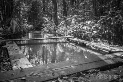 Brazil - Resex Tapajós arapiuns - Amazon Expedition: 14-day Immersion in Nature and the Riverside Communities of the Amazon. - 7