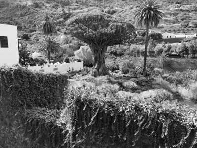 Spanien - Tenerife - Canarias Islands by Your Paths: Three Islands in One Trip! - 2