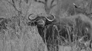 Subsahara-Afrika - Moremi Game Reserve - Victoria Falls & Botswana Parks