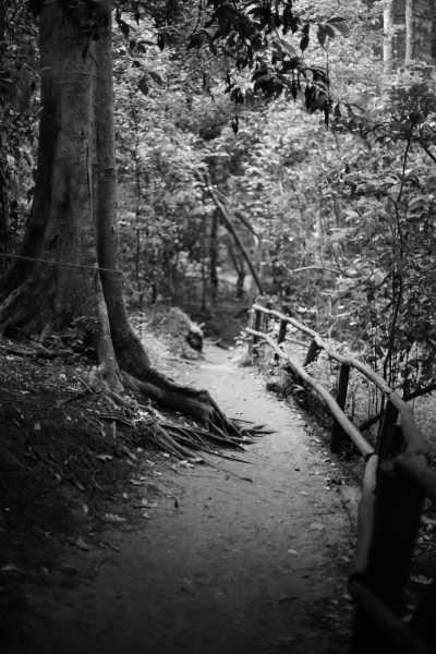 Kenia - Karura Forest - Female-only safari and nightlife in Kenya ✈️🌍  traditional food 🍚 wildlife 🐘 culture and East-African party experience 🥳 - 2