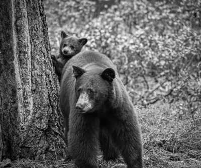 Finnland - FINLAND BEAR WATCHING ADVENTURE 🐻🍯- Canoeing, hiking and other wild nature gems! - JoinMyTrip