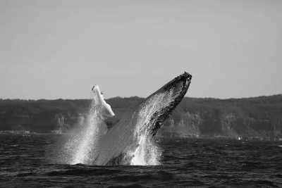 Australia - Swansea - 🐋 Winter Waves & Creative Days: A Co-Working Escape to Newcastle, Australia 🇦🇺 (PRIVATE ROOM) - 1