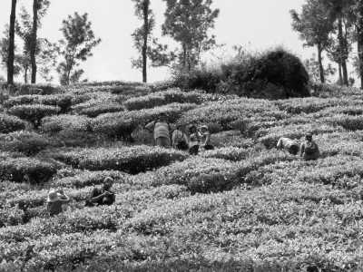 Indien - Madikeri - Wildlife & Heritage Special Trip : Karnataka, India - 1